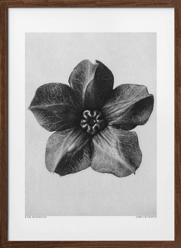 Cobaea Scandens | Poster - Walnut Frame Interior