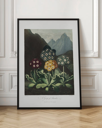 A Group of Auriculas from The Temple of Flora (1807) | Poster - Room Interior 1