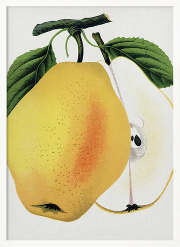 Kiefer's Hybrid Pear Lithograph | Poster - White Frame Interior