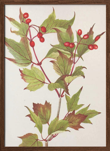 Guelder Rose From North American Wildflowers (1925) By Mary Vaux Walcott. | Poster - Walnut Frame Interior