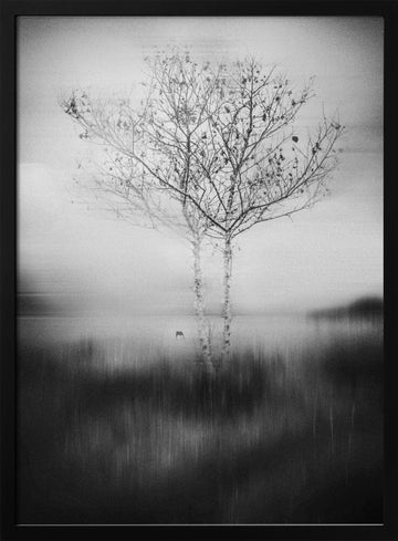 Misty Birch Reflection | Poster - Black Metal Frame Interior