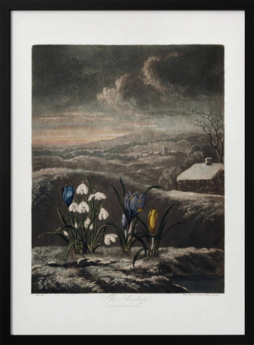The Snowdrops from The Temple of Flora (1807) | Poster - Black Metal Frame Interior
