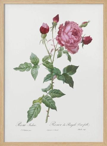 Provence Rose, Les Roses (1817–1824) | Poster - Wood Frame Interior