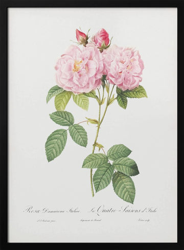Rosa Bifera Officinalis, Les Roses (1817–1824) | Poster - Black Metal Frame Interior