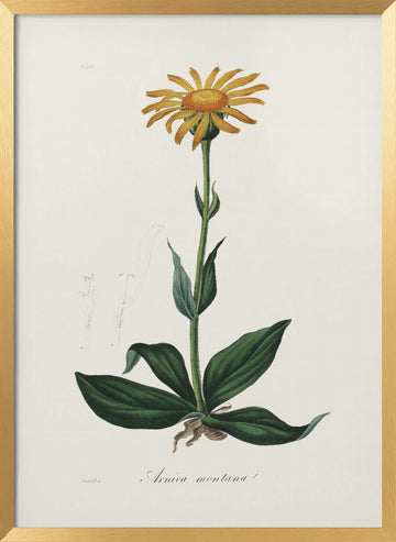 Mountain Arnica (arnica Montana) Medical Botany | Poster - Gold Frame Interior