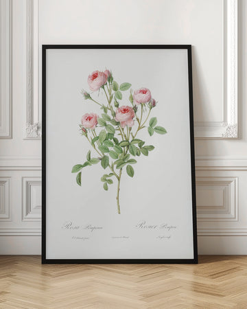 Burgundian Rose, Les Roses (1817–1824) | Poster - Room Interior 1