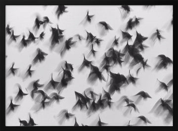 Dynamic Flying Flock | Poster - Black Metal Frame Interior