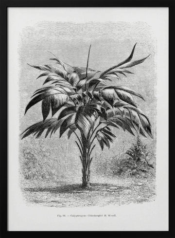 Vintage Palm Tree Drawing Viii | Poster - Black Metal Frame Interior
