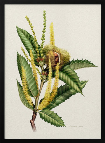 Sweet Chestnut Study | Poster - Black Metal Frame Interior