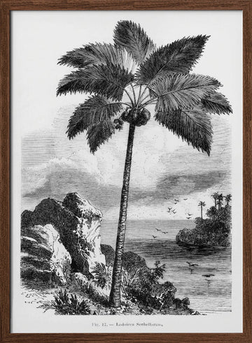 Vintage Palm Tree Drawing I | Poster - Walnut Frame Interior