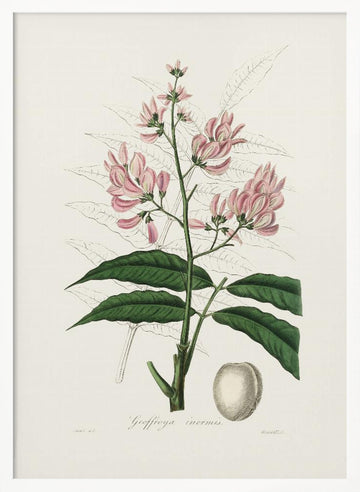 Geoffroya Inermis Medical Botany | Poster - White Frame Interior