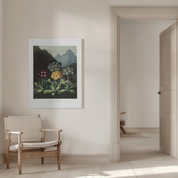 A Group of Auriculas from The Temple of Flora (1807) | Canvas - Room Interior 1