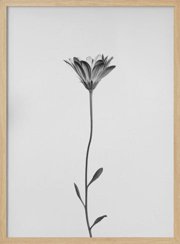 Elegant Floral Silhouette | Poster - Wood Frame Interior