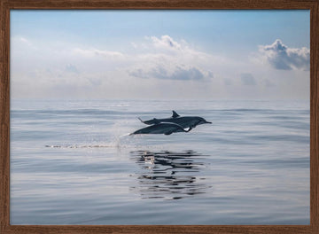 Dolphins Leaping Ocean | Poster - Walnut Frame Interior