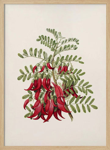 Kowhai   Clianthus Puniceus Drawn By Sarah Featon (1848–1927) | Poster - Wood Frame Interior