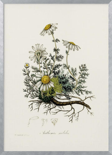 Chamomile (anthemis Nobilis) Medical Botany | Poster - Silver Frame Interior