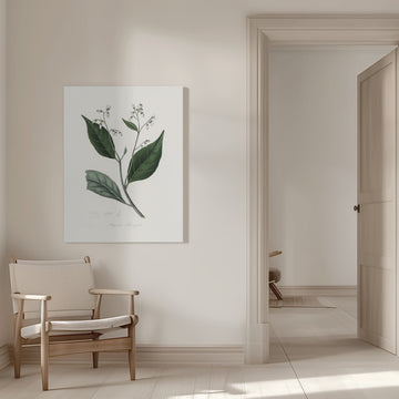 Gum Benjamin Tree (styrax Benzoin Medical Botany | Canvas - Room Interior 1