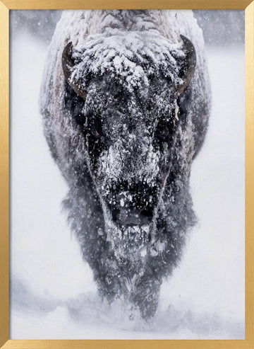 Majestic Bison Snowstorm | Poster - Gold Frame Interior