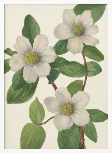 Pacific Dogwood | Poster - White Frame Interior