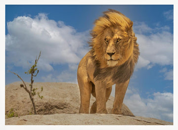Majestic African Lion | Poster - White Frame Interior