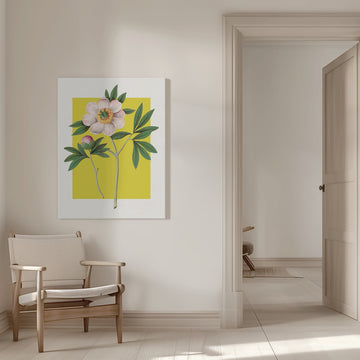 Pink Peony Botanical Illustration | Canvas - Room Interior 1