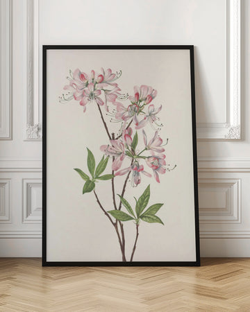 Pinkshell Azalea From North American Wildflowers (1925) By Mary Vaux Walcott | Poster - Room Interior 1