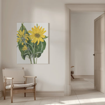 Balsamroot From North American Wildflowers (1925) By Mary Vaux Walcott | Canvas - Room Interior 1