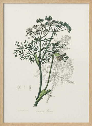 Caraway (carum Carui) Medical Botany | Poster - Wood Frame Interior