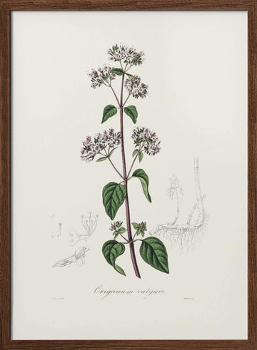 Oregano (origanum Vulgare) Medical Botany | Poster - Walnut Frame Interior