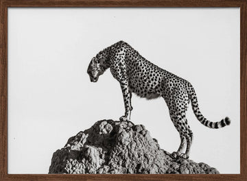 Cheetah On The Rocks | Poster - Walnut Frame Interior
