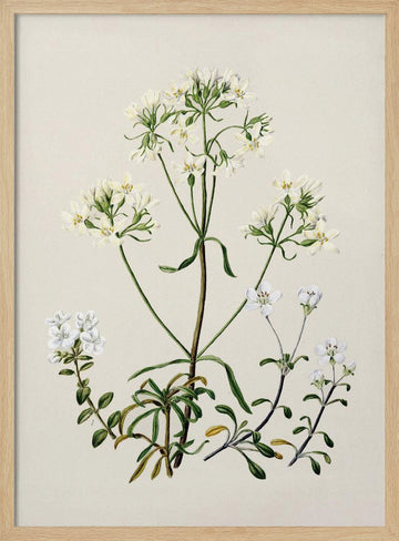 New Zealand Gentiana Drawn By Sarah Featon (1848–1927) | Poster - Wood Frame Interior