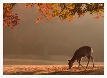 Deer in Autumn Light | Poster - White Frame Interior