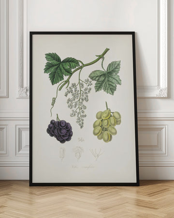 Common Grape Vine (vitis Vinifera) Medical Botany | Poster - Room Interior 1