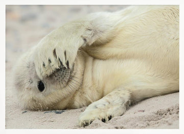 Shy Baby Seal | Poster - White Frame Interior