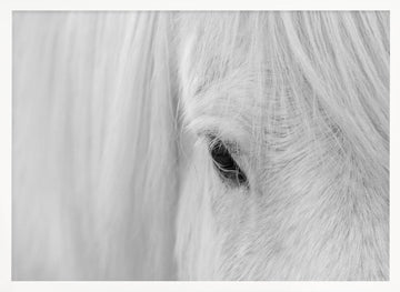 White Horse Gaze | Poster - White Frame Interior