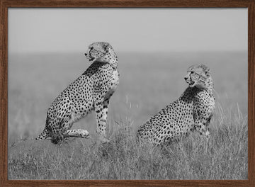 African Cheetahs Watching | Poster - Walnut Frame Interior