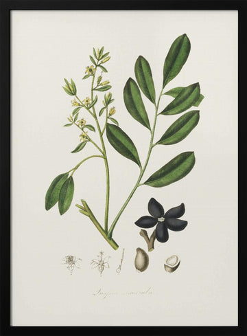 Lualsia Simarula Medical Botany | Poster - Black Metal Frame Interior