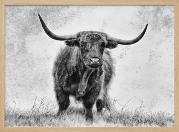 Majestic Highland Cow | Poster - Wood Frame Interior