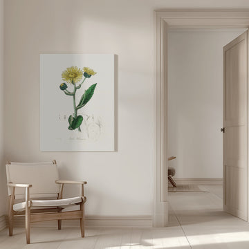Elecampane (inula Helenium) Medical Botany | Canvas - Room Interior 1