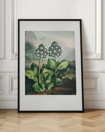 A Group of Auriculas from The Temple of Flora 2 (1807) | Poster - Room Interior 1