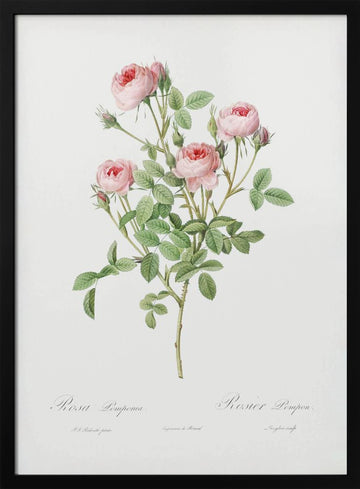 Burgundian Rose, Les Roses (1817–1824) | Poster - Black Metal Frame Interior