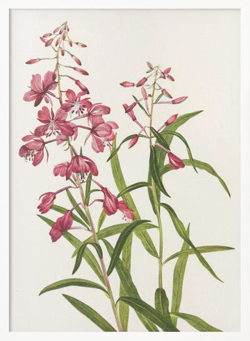 Fireweed From North American Wildflowers (1925) By Mary Vaux Walcott. | Poster - White Frame Interior