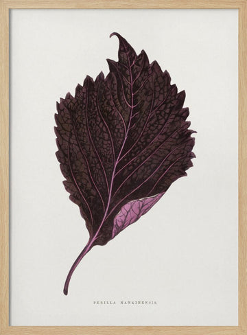 Pink Perilla Nankinensis Leaf Illustration | Poster - Wood Frame Interior