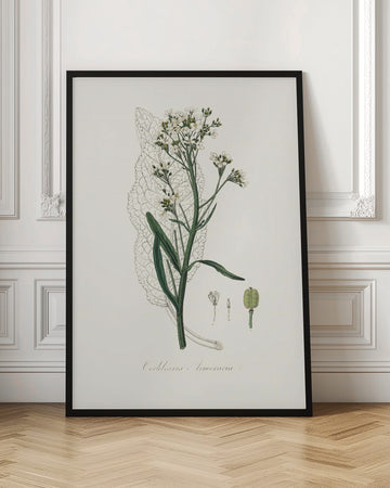 Horseradish (cochlearia Armoracia)  Medical Botany | Poster - Room Interior 1