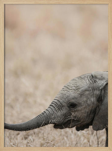 Gentle Giant's Gaze | Poster - Wood Frame Interior