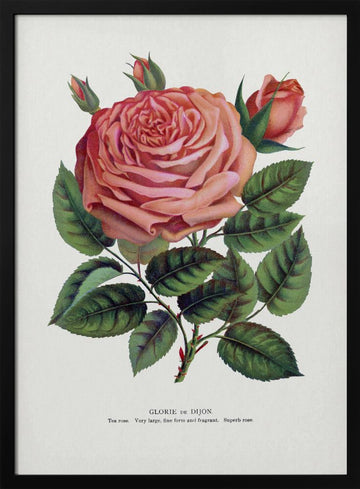 Pink Rose, Glorie De Dijon Lithograph | Poster - Black Metal Frame Interior
