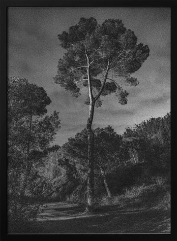 Dramatic Lone Tree | Poster - Black Metal Frame Interior