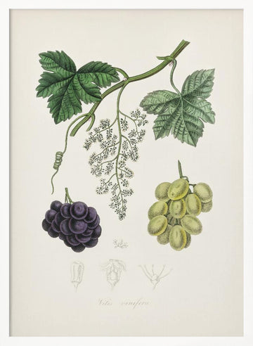 Common Grape Vine (vitis Vinifera) Medical Botany | Poster - White Frame Interior