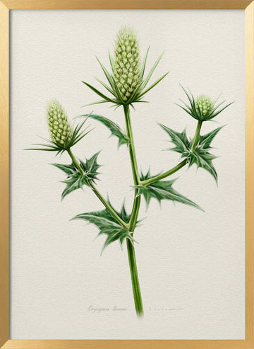 Botanical Sea Holly | Poster - Gold Frame Interior