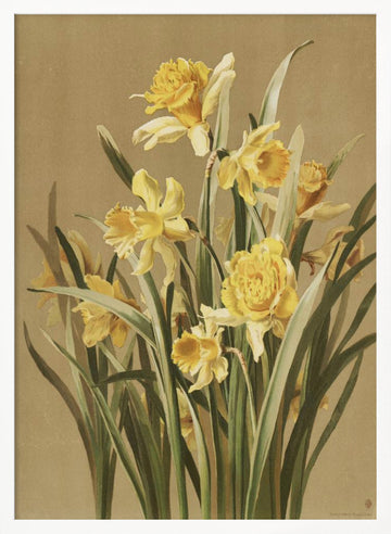 Daffodils | Poster - White Frame Interior